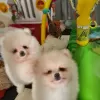 Photo №2 to announcement № 97062 for the sale of pomeranian - buy in United States private announcement, breeder