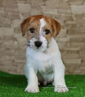 Additional photos: Luxurious Jack Russell Terrier Puppies