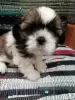 Photo №2 to announcement № 83975 for the sale of lhasa apso, shih tzu - buy in Lithuania 