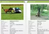 Photo №1. malinois - for sale in the city of Bojnice | 716$ | Announcement № 9459