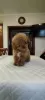 Photo №1. poodle (dwarf) - for sale in the city of Москва | 781$ | Announcement № 42760