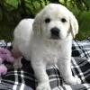 Photo №2 to announcement № 119703 for the sale of golden retriever - buy in Lithuania private announcement