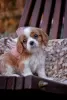 Photo №2 to announcement № 78563 for the sale of cavalier king charles spaniel - buy in Belarus from nursery