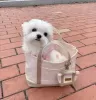 Photo №1. maltese dog - for sale in the city of Helsinki | 424$ | Announcement № 130399