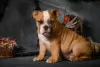 Additional photos: English bulldog puppies with FCI documents