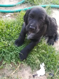 Photo №3. Russian hunting spaniel puppy. Russian Federation