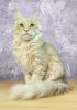 Photo №1. maine coon - for sale in the city of Tyumen | negotiated | Announcement № 9682