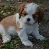 Additional photos: Cavalier King Charles Spaniel ZKWP / FCI