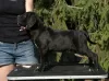 Additional photos: cane corso puppies