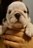 Photo №3. English bulldog boy. Denmark