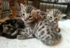 Photo №1. bengal cat - for sale in the city of St. Petersburg | Is free | Announcement № 10930