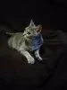 Photo №3. Kitty Martha is looking for a home!. Russian Federation