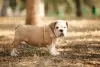 Photo №2 to announcement № 12251 for the sale of english bulldog - buy in Russian Federation private announcement, breeder