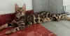 Additional photos: Bengal kittens for sale