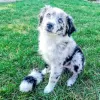 Photo №1. australian shepherd - for sale in the city of Geneva | 500$ | Announcement № 36978