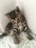 Additional photos: Champion bloodline Bengal Cats kittens available for Adoption