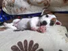 Photo №2 to announcement № 8080 for the sale of jack russell terrier - buy in Russian Federation breeder