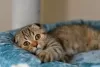 Photo №2 to announcement № 68368 for the sale of scottish fold - buy in Belarus from nursery