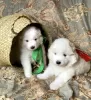 Additional photos: Samoyed puppies