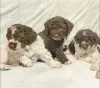 Additional photos: Lagotto Romagnolo puppies