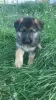 Additional photos: german shepherd puppies