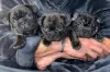 Additional photos: Beautiful French Bulldog puppies for sale.