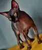 Additional photos: Sphynx Show Quality Black Kitten