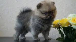 Additional photos: Purebred and very beautiful spitz puppies for sale, with pedigree.