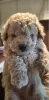 Photo №2 to announcement № 51100 for the sale of poodle (toy) - buy in United States private announcement