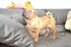 Additional photos: Brutal Shar Pei puppy