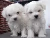 Photo №1. maltese dog - for sale in the city of Франкфурт-на-Майне | negotiated | Announcement № 32478