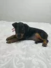 Photo №1. miniature pinscher - for sale in the city of Bobruisk | 157$ | Announcement № 18289