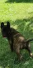 Additional photos: Dutch Shepherd puppies