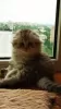 Photo №2 to announcement № 10487 for the sale of scottish fold - buy in Ukraine private announcement