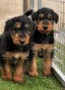 Photo №2 to announcement № 128871 for the sale of airedale terrier - buy in Canada breeder