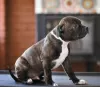 Photo №3. English staffordshire bull terrier. Russian Federation