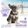 Additional photos: French bulldog puppy, exotic