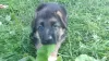 Additional photos: german shepherd puppies