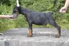 Photo №1. dobermann - for sale in the city of Vitebsk | 1183$ | Announcement № 11389