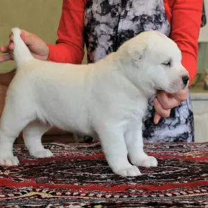 Photo №4. I will sell central asian shepherd dog in the city of Tyumen. from nursery - price - negotiated