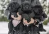 Photo №3. Elite Labrador puppies. Belarus