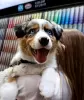 Photo №1. australian shepherd - for sale in the city of Alajärvi | 359$ | Announcement № 123781