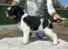 Photo №4. I will sell english springer spaniel in the city of Plovdiv. breeder - price - 1585$