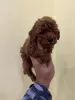 Photo №2 to announcement № 82349 for the sale of poodle (toy) - buy in Serbia 