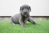 Photo №3. Bluenose Pitbull Puppies. Serbia