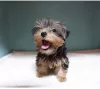 Photo №1. yorkshire terrier - for sale in the city of Москва | 316$ | Announcement № 8122