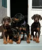 Photo №1. dobermann - for sale in the city of Krakow | Is free | Announcement № 63284