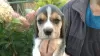 Photo №1. beagle - for sale in the city of Smorgon | 176$ | Announcement № 13044