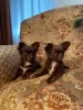 Photo №4. I will sell chihuahua in the city of Раубичи. breeder - price - 550$