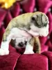 Additional photos: English bulldog babies